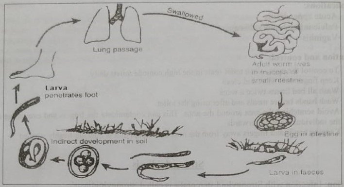 Definition of Strongyloidiasis